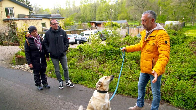 Unruhe an der Leine nach Hundeangriff