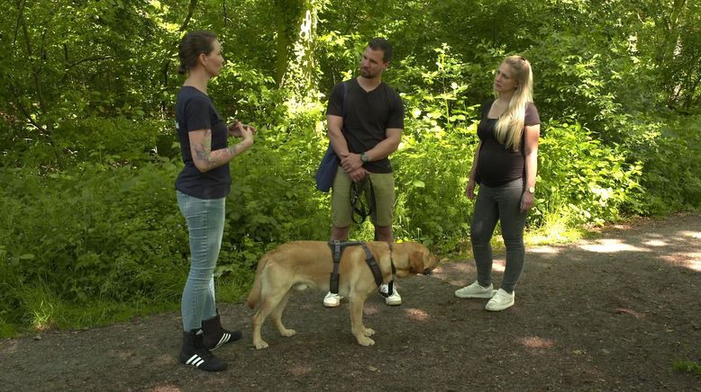 Der Hundeprofi - Rütters Team