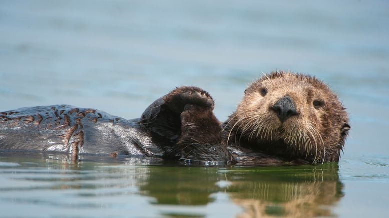 Faszination Otter