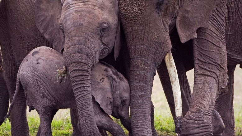 Tierische Verbündete