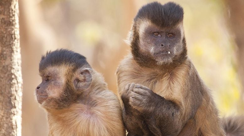 Tierische Verbündete