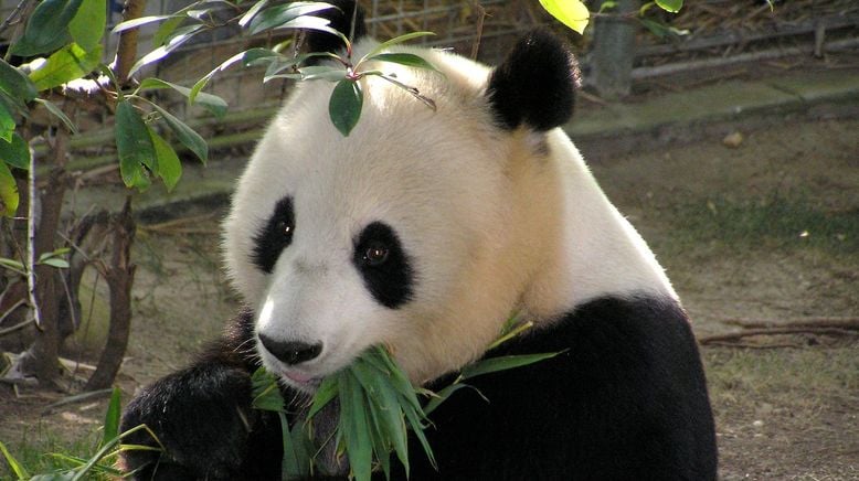 Pandababys