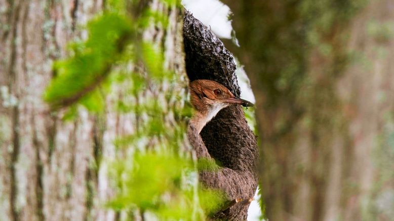 Tierische Baumeister - Architekten der Natur