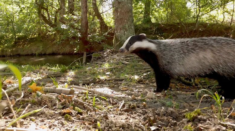 Tierische Baumeister - Architekten der Natur