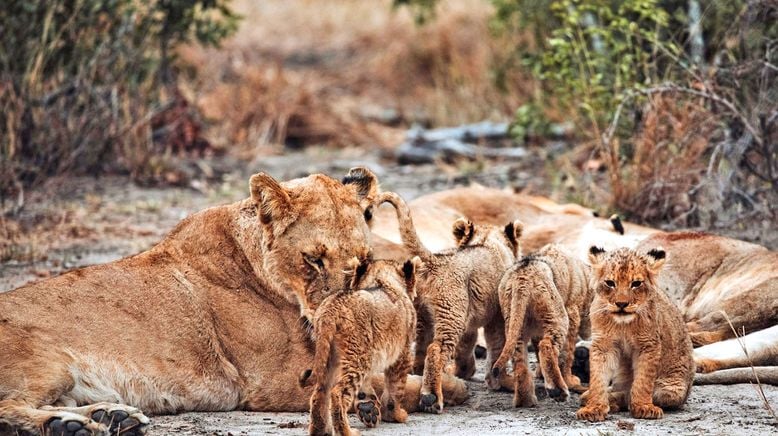 Tierkinder der Wildnis