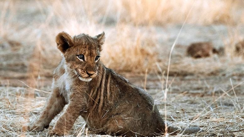 Tierkinder der Wildnis