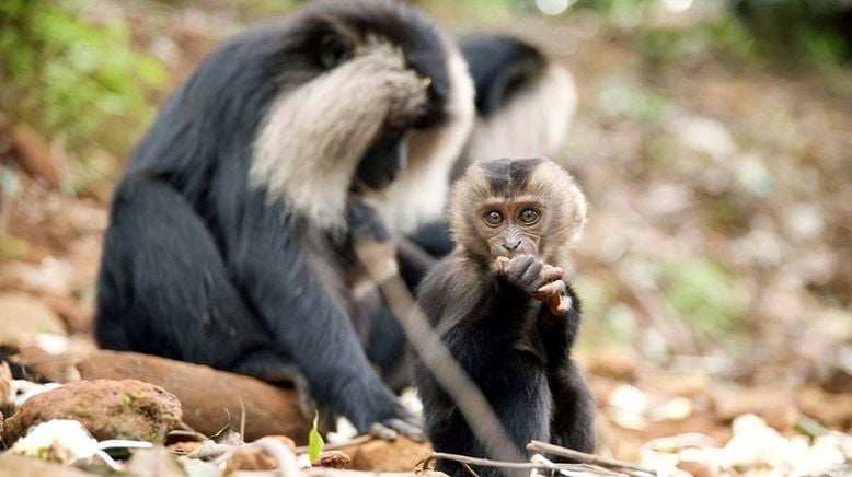 Tierkinder der Wildnis