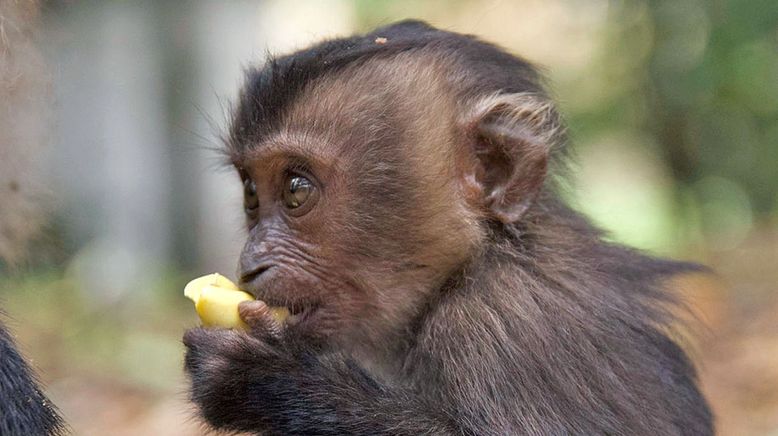 Tierkinder der Wildnis