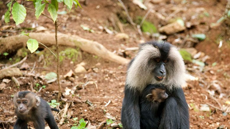 Tierkinder der Wildnis