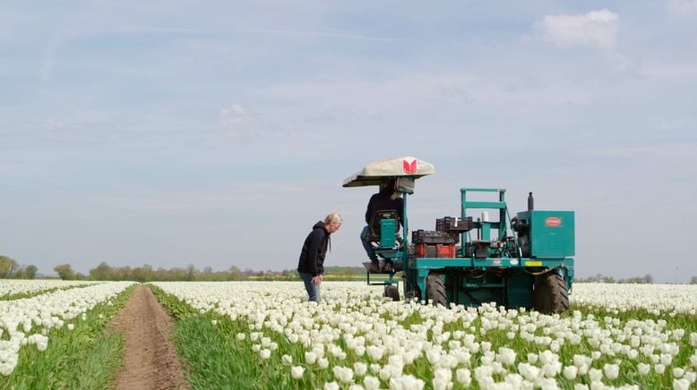 Pfingstrosen und Tulpen - Mitteldeutschlands Blumenmeer