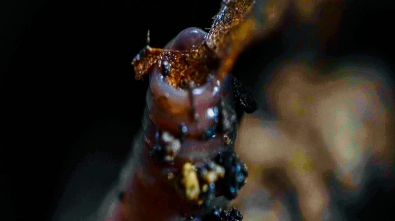 Tierische Baumeister - Architekten der Natur