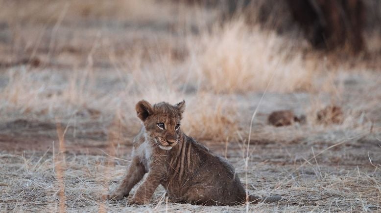 Tierkinder der Wildnis