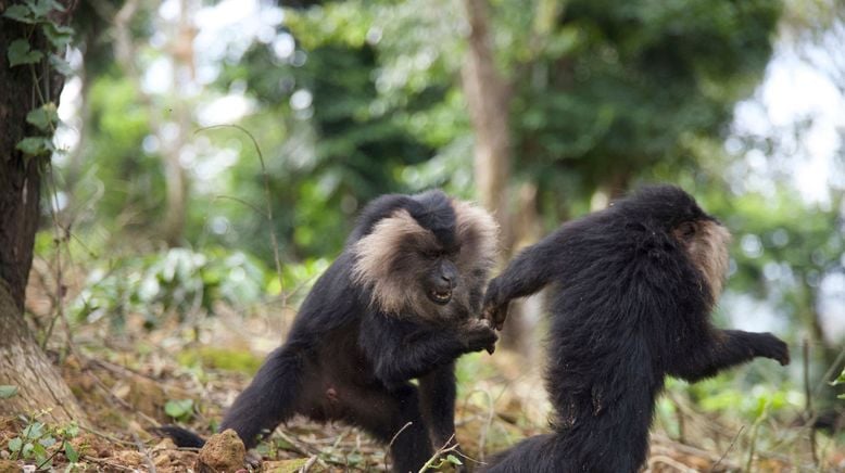 Tierkinder der Wildnis