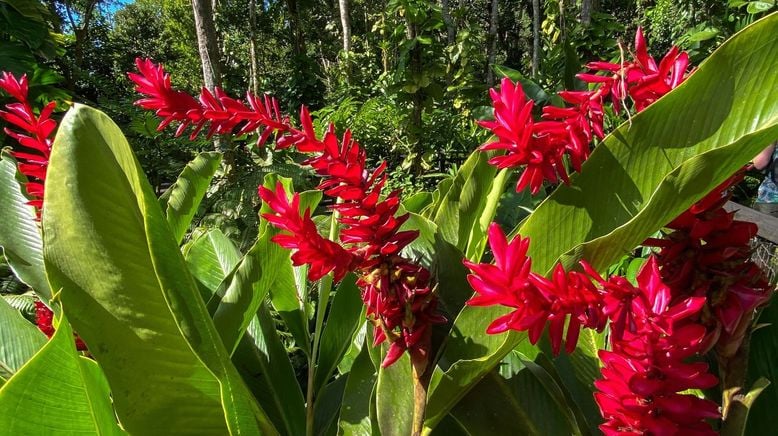 Karibische Gartenträume auf Guadeloupe