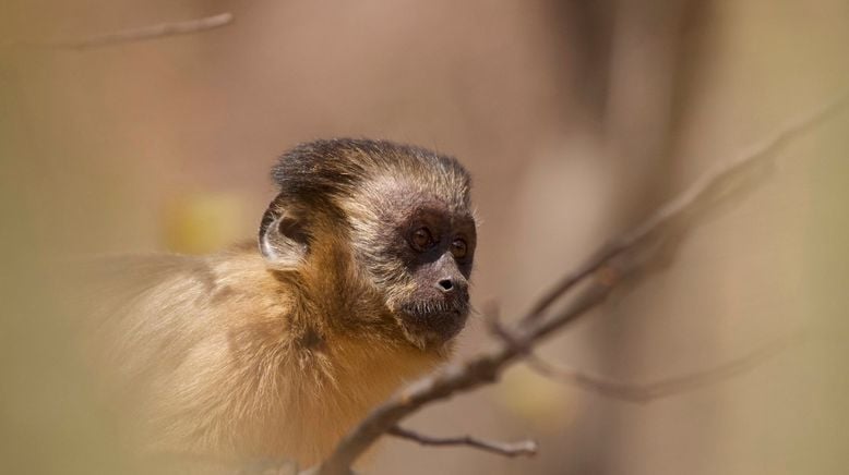 Tierkinder der Wildnis