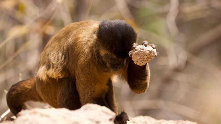 Tierkinder der Wildnis