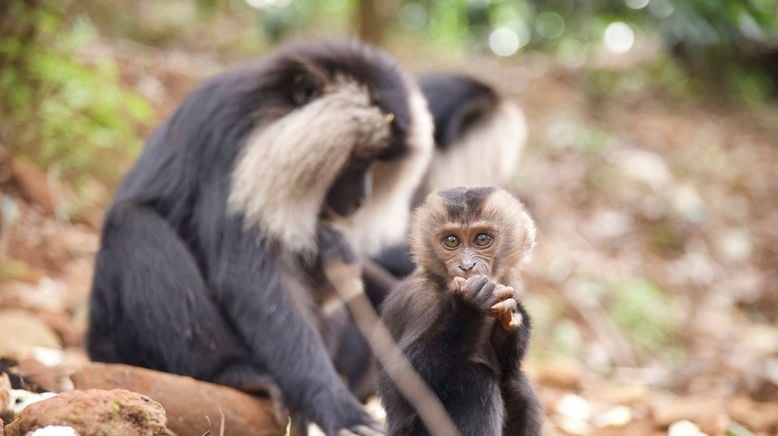 Tierkinder der Wildnis