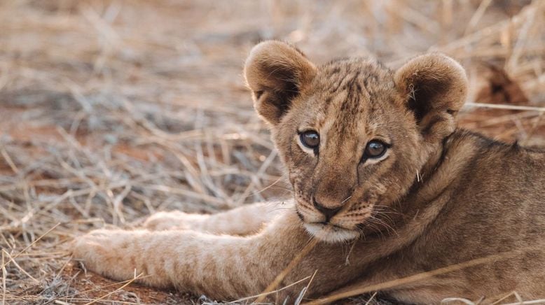 Tierkinder der Wildnis