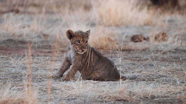 Tierkinder der Wildnis