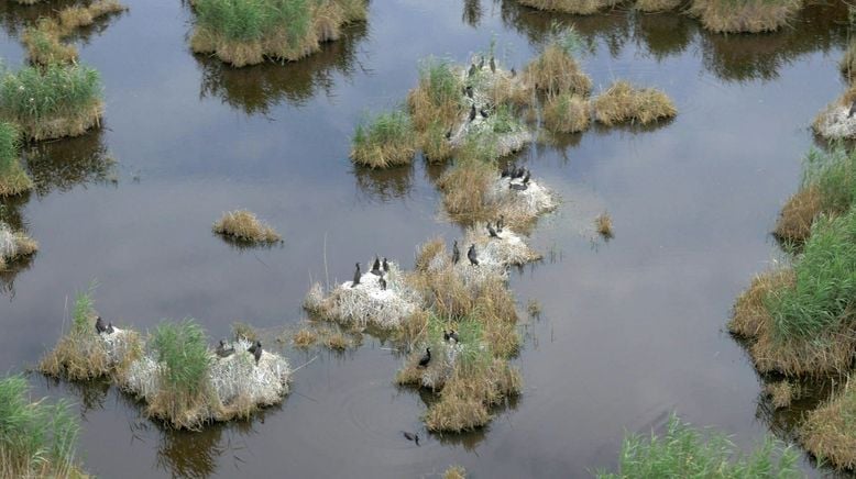 Expedition ins Schilf - Nationalpark Neusiedler See