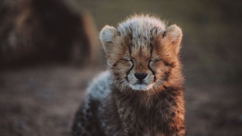 Tierkinder der Wildnis