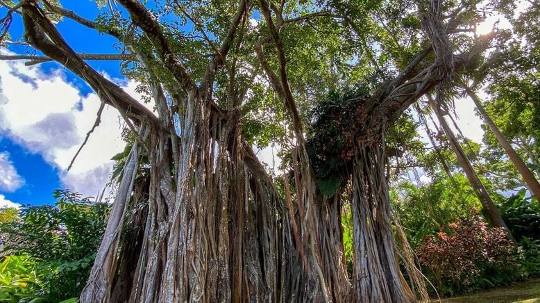 Karibische Gartenträume auf Guadeloupe