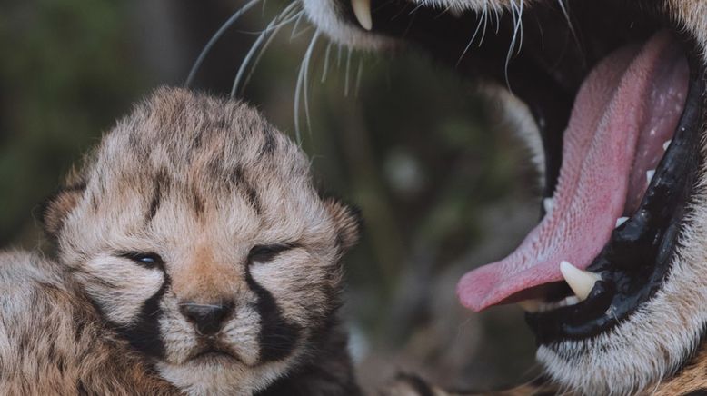 Tierkinder der Wildnis