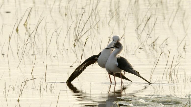 Expedition ins Schilf - Nationalpark Neusiedler See