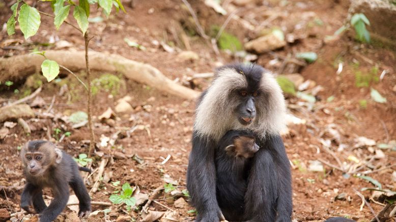 Tierkinder der Wildnis