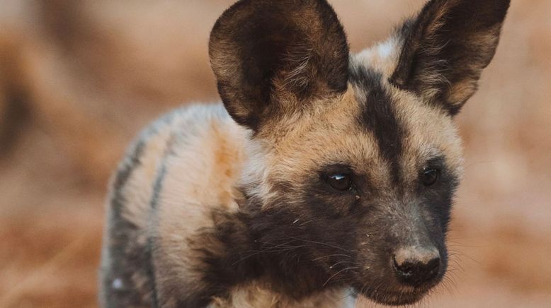 Tierkinder der Wildnis