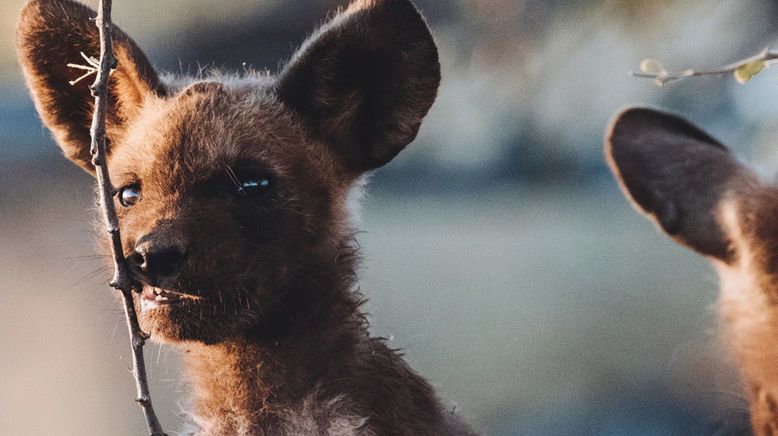 Tierkinder der Wildnis