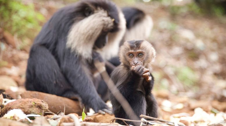 Tierkinder der Wildnis