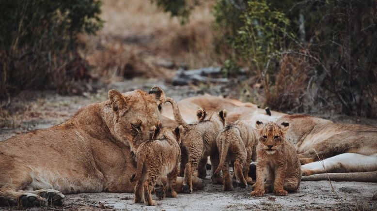 Tierkinder der Wildnis