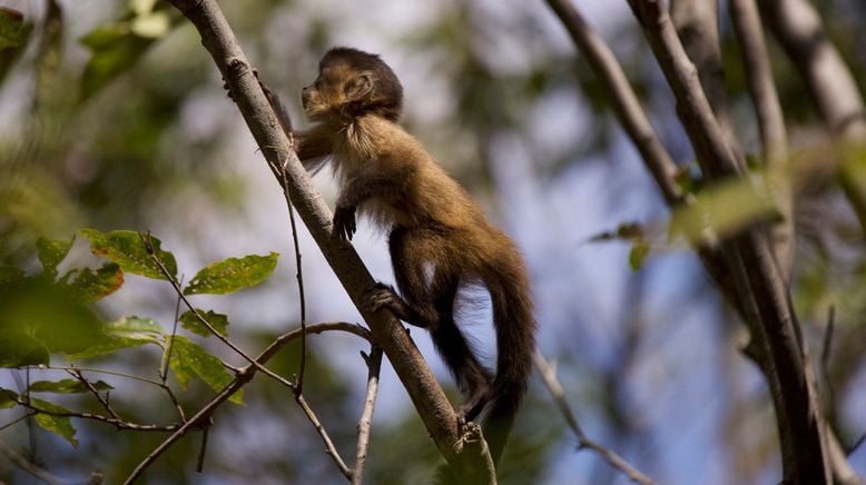 Tierkinder der Wildnis