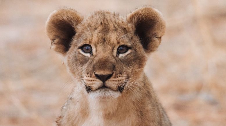 Tierkinder der Wildnis