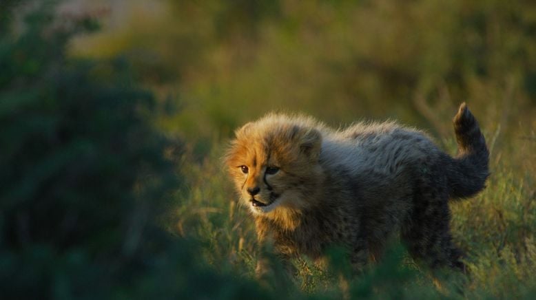 Tierkinder der Wildnis