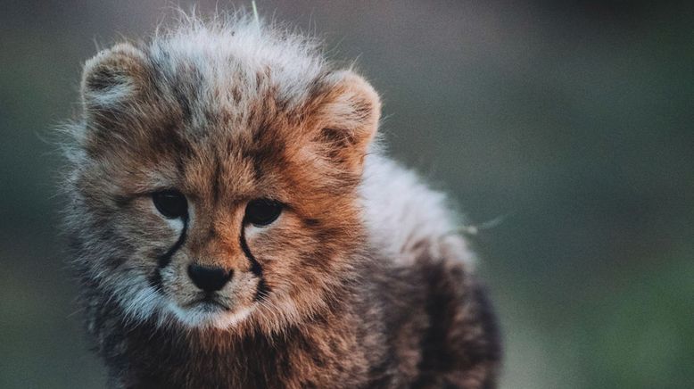 Tierkinder der Wildnis