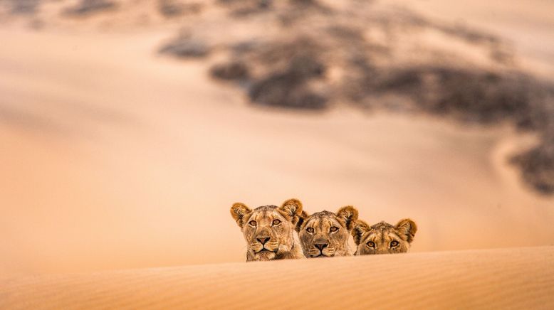 Die Wüstenlöwen der Namib - Aufbruch und Wiederkehr