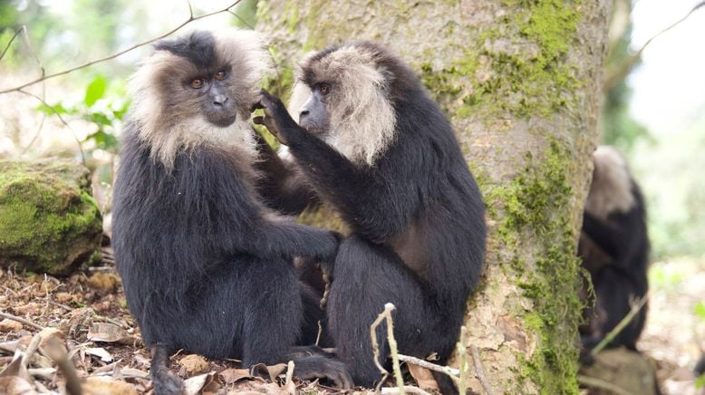 Tierkinder der Wildnis