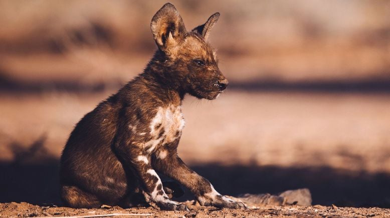 Tierkinder der Wildnis