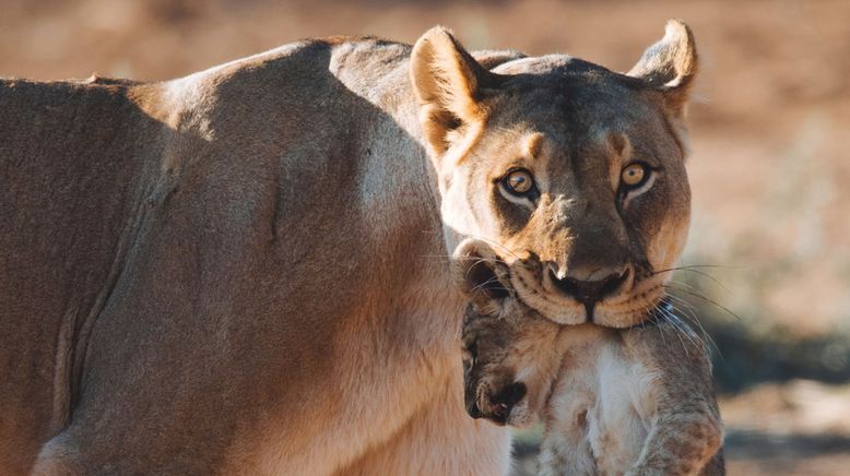 Tierkinder der Wildnis