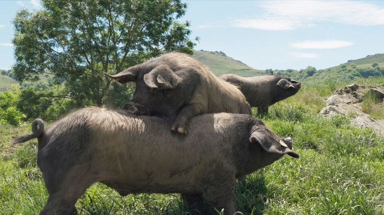 Kintoa, ein Schwein wie kein anderes