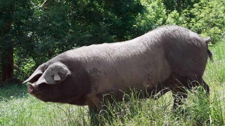 Kintoa, ein Schwein wie kein anderes