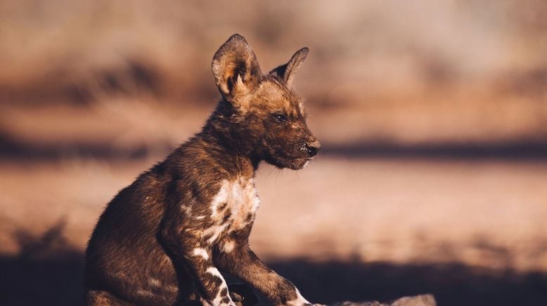 Tierkinder der Wildnis