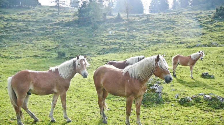 Der Wilde Kaiser und wilde Kaiserinnen