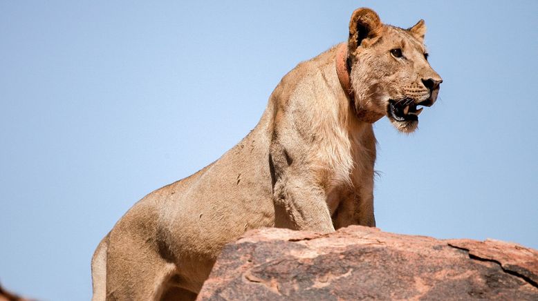 Die Wüstenlöwen der Namib - Auf den Spuren der Könige