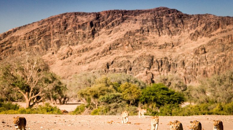 Die Wüstenlöwen der Namib - Auf den Spuren der Könige