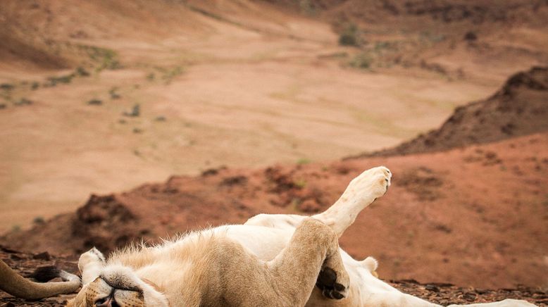 Die Wüstenlöwen der Namib - Auf den Spuren der Könige