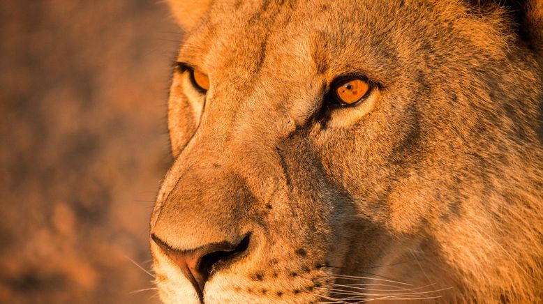 Die Wüstenlöwen der Namib - Auf den Spuren der Könige