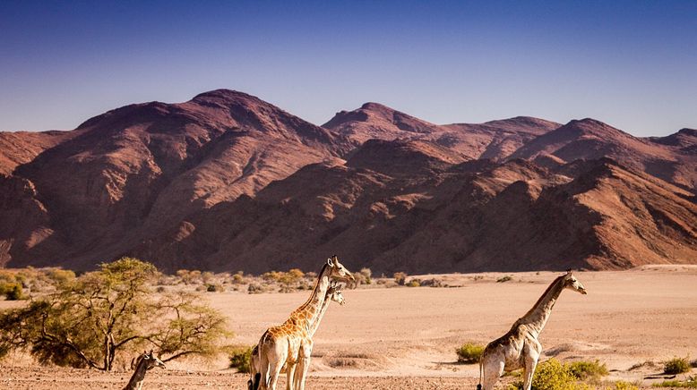 Die Wüstenlöwen der Namib - Auf den Spuren der Könige